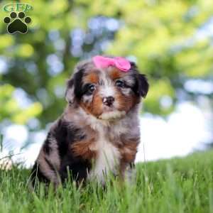 Firefly, Mini Bernedoodle Puppy